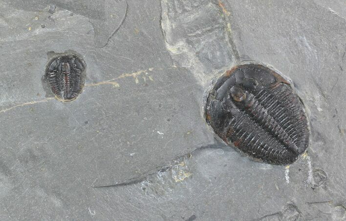 Two Elrathia Trilobites In Shale - Utah #47099